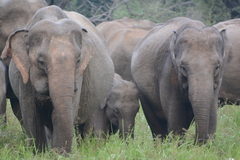 Elephas maximus maximus