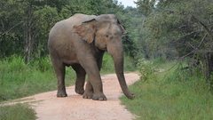 Elephas maximus maximus