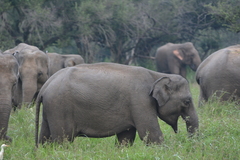 Elephas maximus maximus