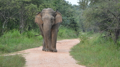 Elephas maximus maximus