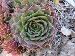 Sempervivum tectorum