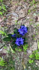 Hyacinthus orientalis