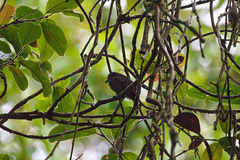 Thamnophilus bridgesi
