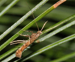 Caloptilia ostryaeella