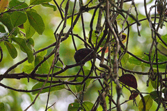 Thamnophilus bridgesi