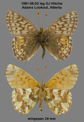 Boloria alaskensis
