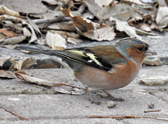 Fringilla coelebs