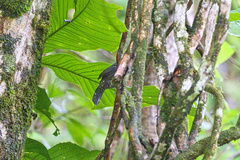 Thamnophilus bridgesi