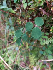 Thalictrum urbainii