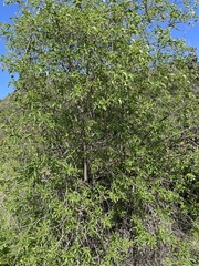 Sambucus cerulea