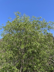 Sambucus cerulea