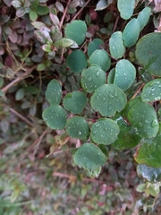 Thalictrum urbainii