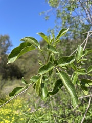Sambucus cerulea