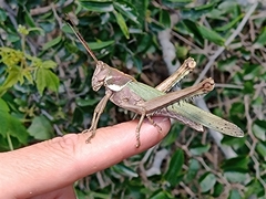 Coryacris angustipennis