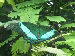 Papilio palinurus