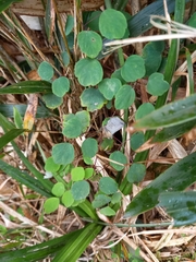 Thalictrum urbainii