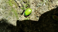 Chrysina sallaei