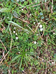 Thalictrum urbainii