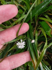 Thalictrum urbainii