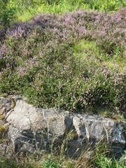 Calluna vulgaris