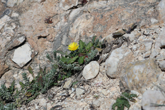 Calendula suffruticosa algarbiensis