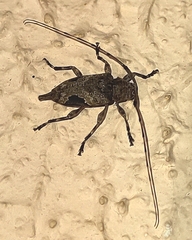 Hylettus seniculus