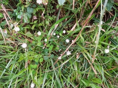 Thalictrum urbainii