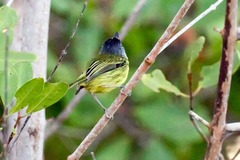 Todirostrum maculatum