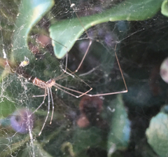 Holocnemus pluchei