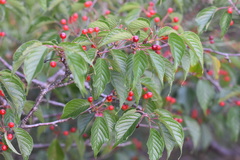 Prunus serrulata