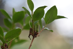 Rhododendron mucronulatum