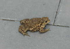 Bufo