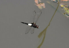 Pseudothemis zonata