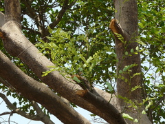 Dalbergia lanceolaria