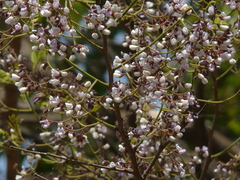 Dalbergia lanceolaria