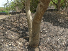 Dalbergia lanceolaria