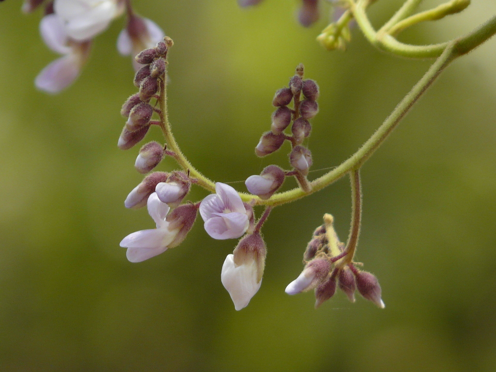 Dalbergia lanceolaria (Dalbergia lanceolaria)