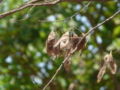 Dalbergia lanceolaria