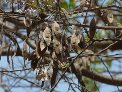 Dalbergia lanceolaria