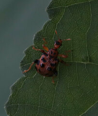 Agomadaranus