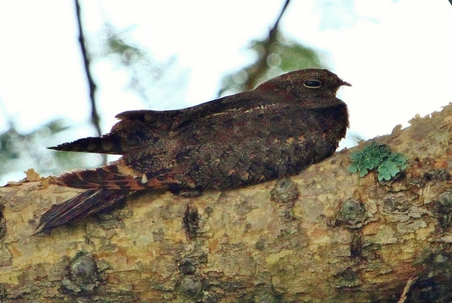 Pennant-winged Nightjar (Caprimulgus vexillarius), photo 8