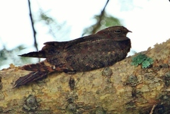 Caprimulgus vexillarius