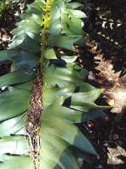 Encephalartos arenarius