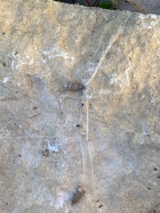 Papillifera papillaris