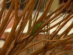 Anolis apollinaris