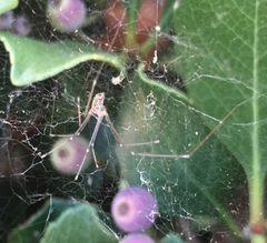 Holocnemus pluchei