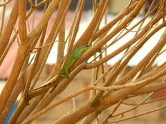 Anolis apollinaris