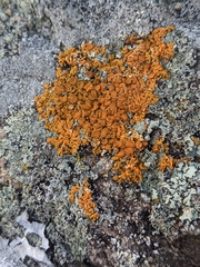 Xanthorioideae