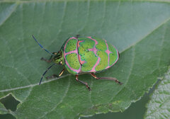 Poecilocoris lewisi