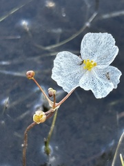 Sagittaria graminea